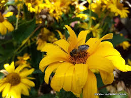 Saatgut Stauden Sonnenblume Helianthus Decapetalus Stauden Saatgut Sonnenblumen