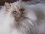 PurrDolls For Sale - Persian and Himalayan Kittens (Doll Face)