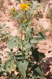 Image result for Verbesina encelioides