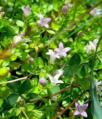 Image result for Oldenlandia hockii