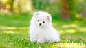 15 Best Teacup Dog Breeds (and what you must know about them)