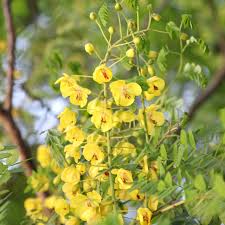 Image result for Aeschynomene glauca