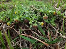 Image result for Grangea anthemoides