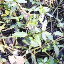 Image result for Enydra fluctuans