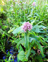 Image result for Floscopa glomerata