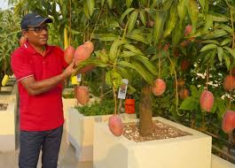 Sale up to 50% off. In Bangladesch Wird Die Teuerste Mango Der Welt Angebaut