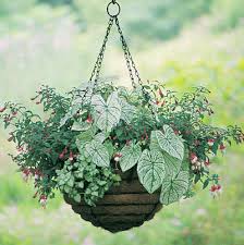 Amagabeli 4 pack hanging baskets for plants planter metal outdoor 12 inch with coco coir liner round wire plant holder chain porch decor flower when pots are not enough for all your plants, maybe it's time to add some wire hanging baskets to your garden. 20 Inch Old Fashioned Hanging Basket Coco Fiber Liner Set Old Fashioned Kinsman Garden Company