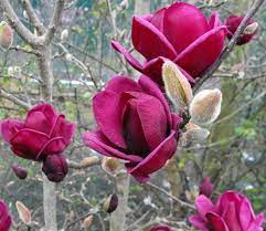 Magnolia Genie Genie Magnolia Red Magnolia Winter Flowers Spring Flowers Red Flowers Fragrant Trees Frag Small Gardens Magnolia Flower Flowering Trees