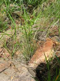 Image result for Lipocarpha