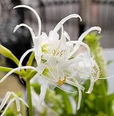 Image result for Ismene narcissiflora