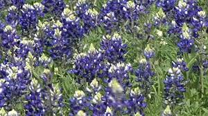 There are many nice flowers in the parks and squares in the summer. Will There Be Bluebonnets This Year How The February Winter Storm Affected Texas Wildflower Season