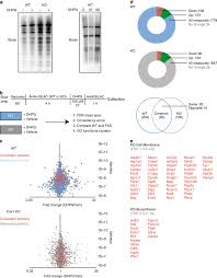 Although dna usually replicates with fairly high fidelity, mistakes do happen. Altered Steady State And Activity Dependent De Novo Protein Expression In Fragile X Syndrome Nature Communications