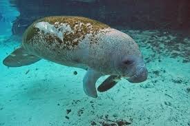See more ideas about manatee, sea cow, cute animals. Baby Manatee Picture Of Bird S Underwater Crystal River Tripadvisor