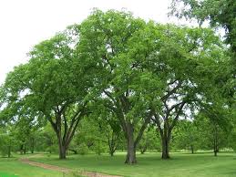Elms — / elm tall trees that grew throughout the northern regions of middle earth, as they still do today. Tree In A Box American Elm