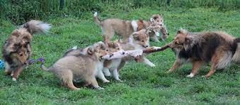 accueil elevage des petites fees des sables eleveur de chiens shetland sheepdog chien shetland eleveur de chien parc a chiot