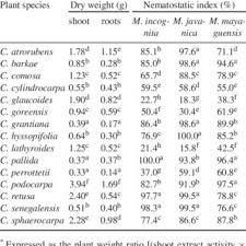 Image result for Crotalaria cylindrocarpa