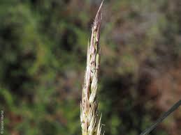 Image result for Eriochloa