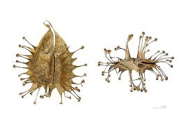 Image result for Pedaliaceae