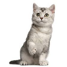 Image result for British shorthair