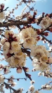 Epifania Contreras (epifaniacontreras88)