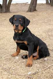 Meet ada, our million dollar dog! R E A L Rottweiler Rescue
