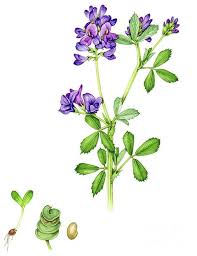 Image result for Medicago laciniata