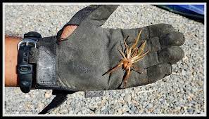 Offered on the site are functionally stable while being ornamental and decorative. From My Aw120 Camel Spider Nikon Coolpix Talk Forum Digital Photography Review