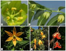 Image result for Littonia modesta