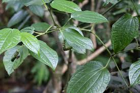 Image result for Piper capense