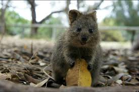 Photos The Happiest Animal In The World Happy Animals Animals Cute Animals
