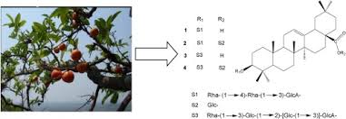 Image result for Olax obtusifolia