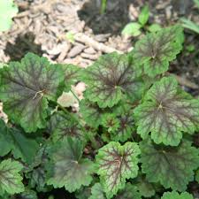 Image result for heuchera americana
