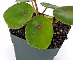 Image result for Begonia elaeagnifolia