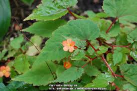 Image result for Begonia sutherlandii