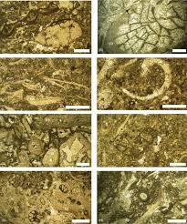 Thin Section Micrographs From The Ricklow Quarry Section All Scale Download Scientific Diagram