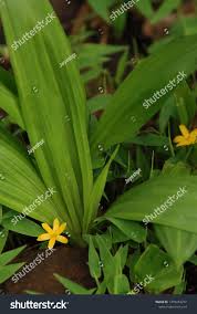 Image result for Curculigo