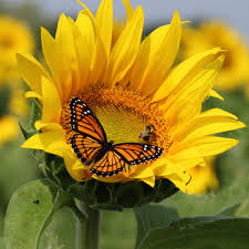 Starting a jigsaw puzzle business is similar to creating any small business, starting with a plan and a unique marketing angle. Sunflower Wooden Jigsaw Puzzle Zen Puzzles Floral Collection