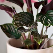 Image result for calathea