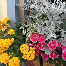 Particularly if your pots are made of a porous. Mix It Up 11 Cool Containers That Break The Rules Costa Farms