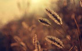 Vintage Photography Yahoo Image Search Results Http Godfatherstyle Com 12877 2 Photography Wallpaper Nature Photography Vintage Desktop Wallpapers