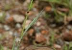 Image result for Chloris mossambicensis