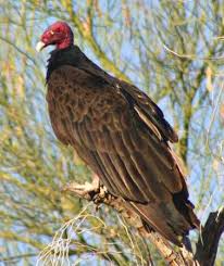 Big Birds That Look Like Turkeys Turkey Vulture Birds Bald Eagle Big Bird