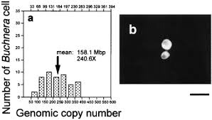 Image result for Buchnera candida
