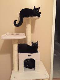 I Was Not Going To Be One Of Those People With Cat Climbers In My House Now I Have 3 Top To Bottom Frannie George Morgan Cat Climber Cute