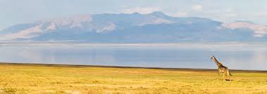 Official web sites of the united republic of tanzania, links and information on tanzanian art, culture, geography, history, travel giraffe in lake manyara national park, tanzania. Tanzania Country Profile Nations Online Project