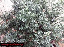 Ruscus Aculeatus How To Grow Care
