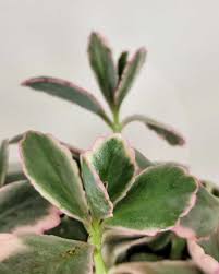 Image result for Kalanchoe dyeri