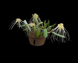 Image result for Bulbophyllum scaberulum