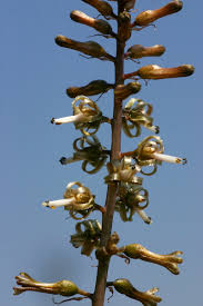 Image result for Drimia elata