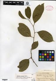 Image result for Heisteria zimmereri